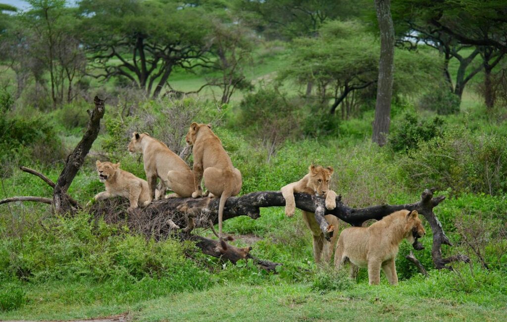 A pride of African lions resting on a fallen tree in the green savannah landscape.