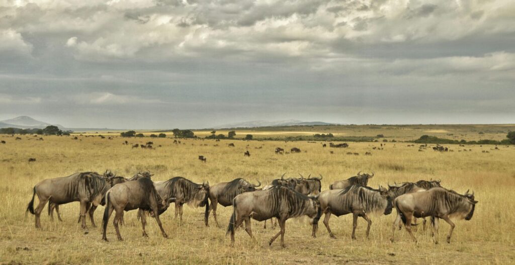 Great Wildebeest Migration Witness