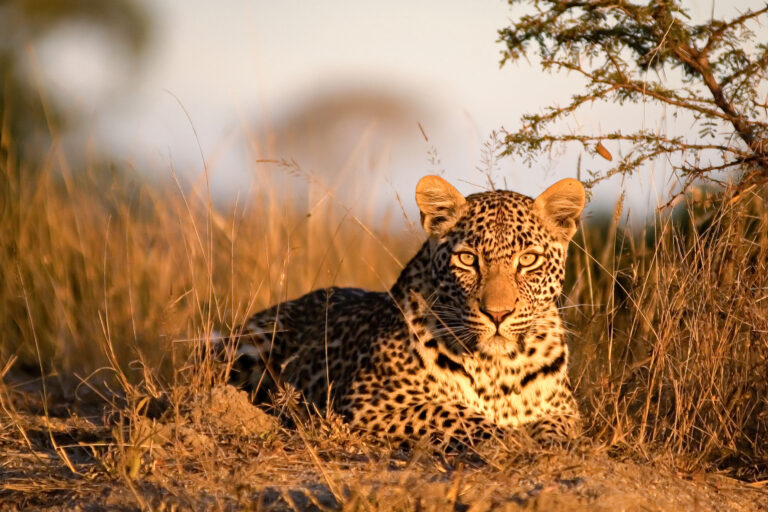 3 Days Tarangire & Ngorongoro Highlights