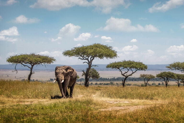 7-Day Tanzania Migration Fly-in from Arusha to Kogatende