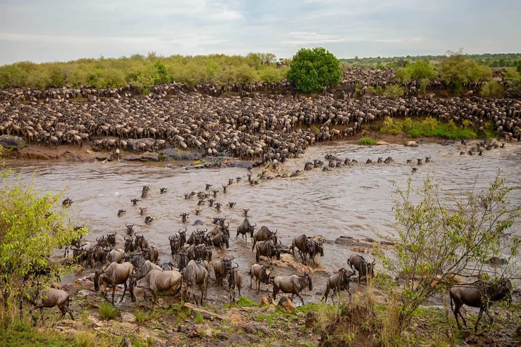 5-Day Mid-Range Migration Safari Serengeti National Park