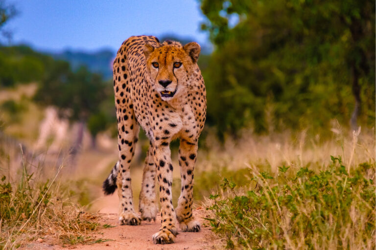 4-Day Budget Ngorongoro & Tarangire Joining Safari