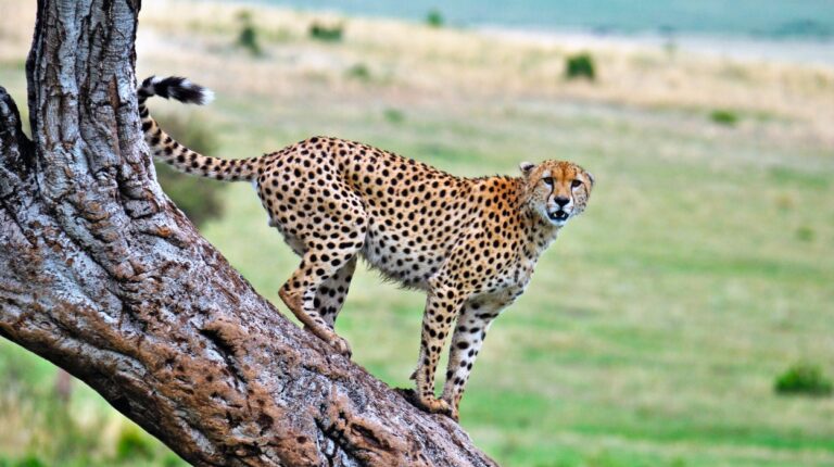 12-Day Ultimate Tanzania – Unforgettable Wildlife Safari