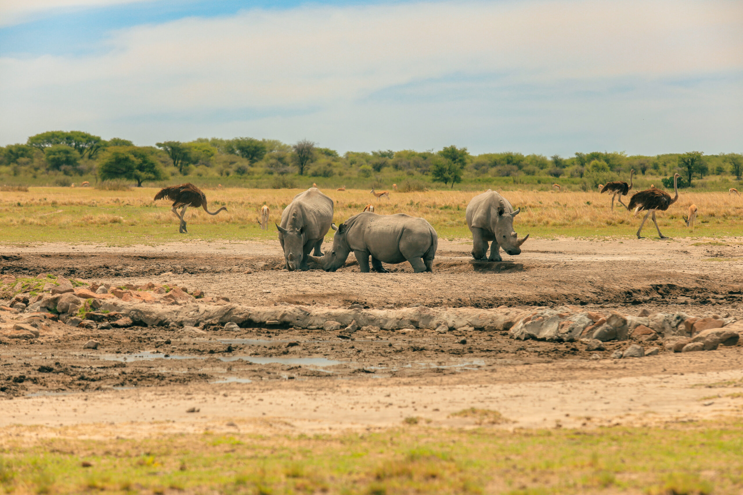 Safari Planning Guide