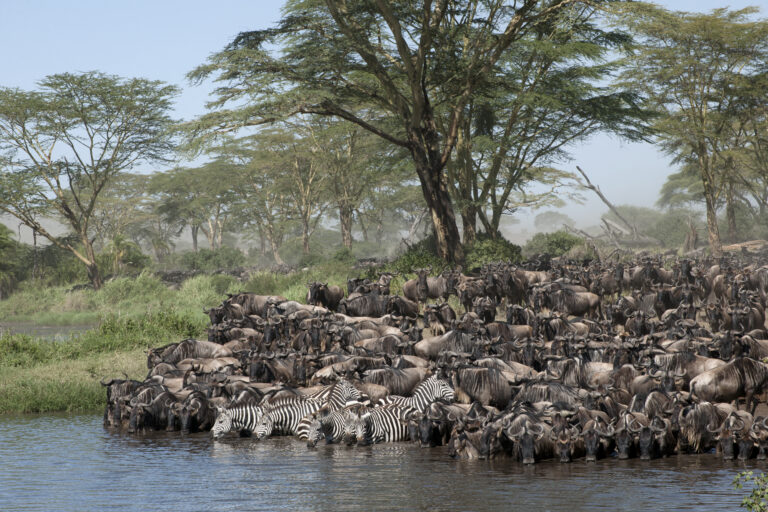 Great Wildebeest Migration Safari