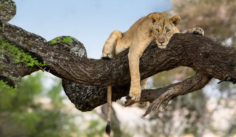 Lake Manyara NP Tanzania