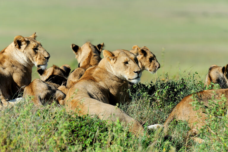 3-Day Budget Camping Tarangire & Ngorongoro Safari