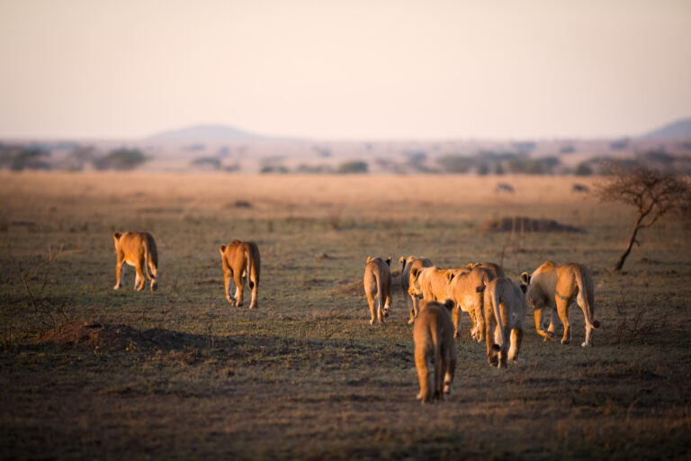 8 Days Ultimate Luxury Tanzania Safari