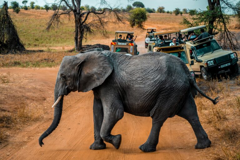 3-Day Mid-Range Tarangire & Lake Manyara Safari