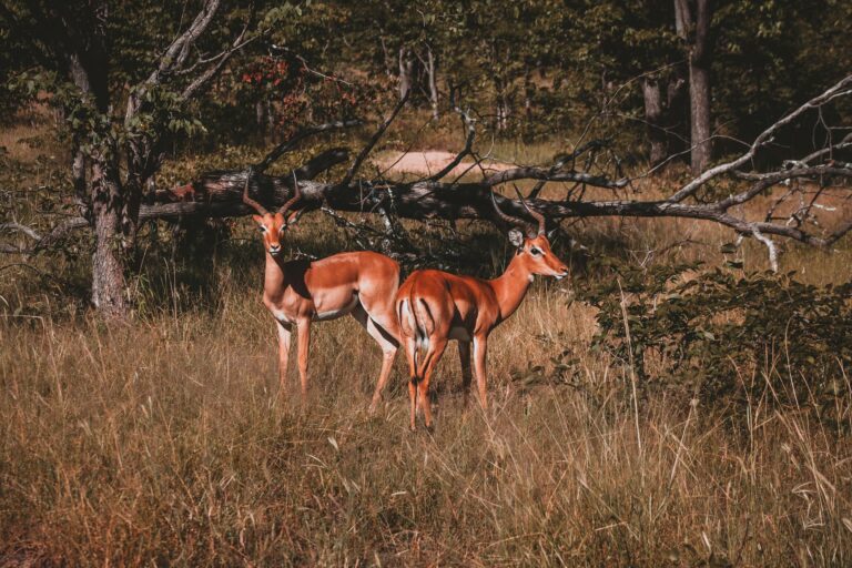 8-Day Mid-Range Northern Circuit Full Safari