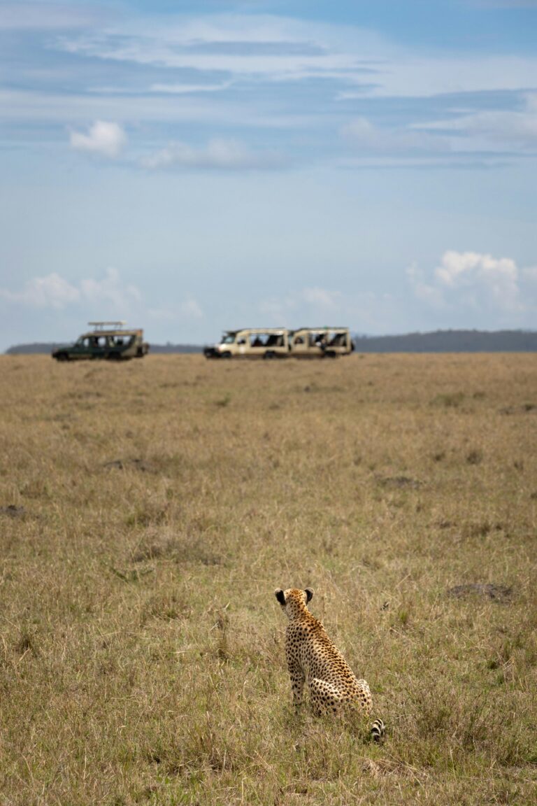 4-Day Budget Serengeti & Ngorongoro Camping Safari