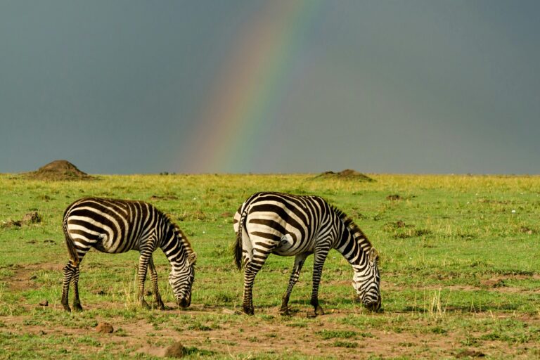7-Day Mid-Range Joining Northern Circuit Safari