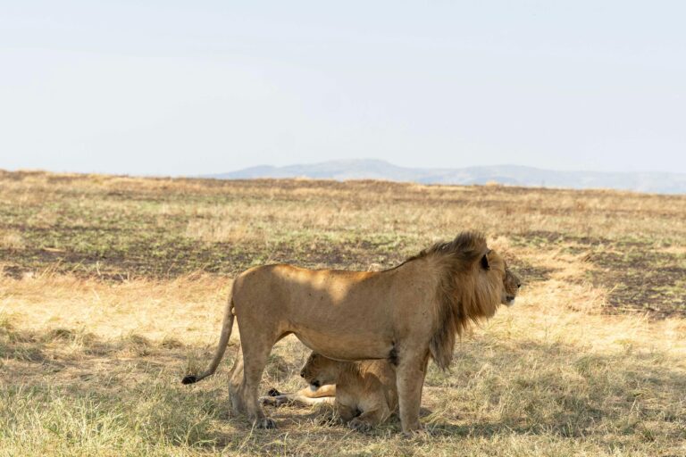 2-Day Budget Ngorongoro Fly-in Camping Safari