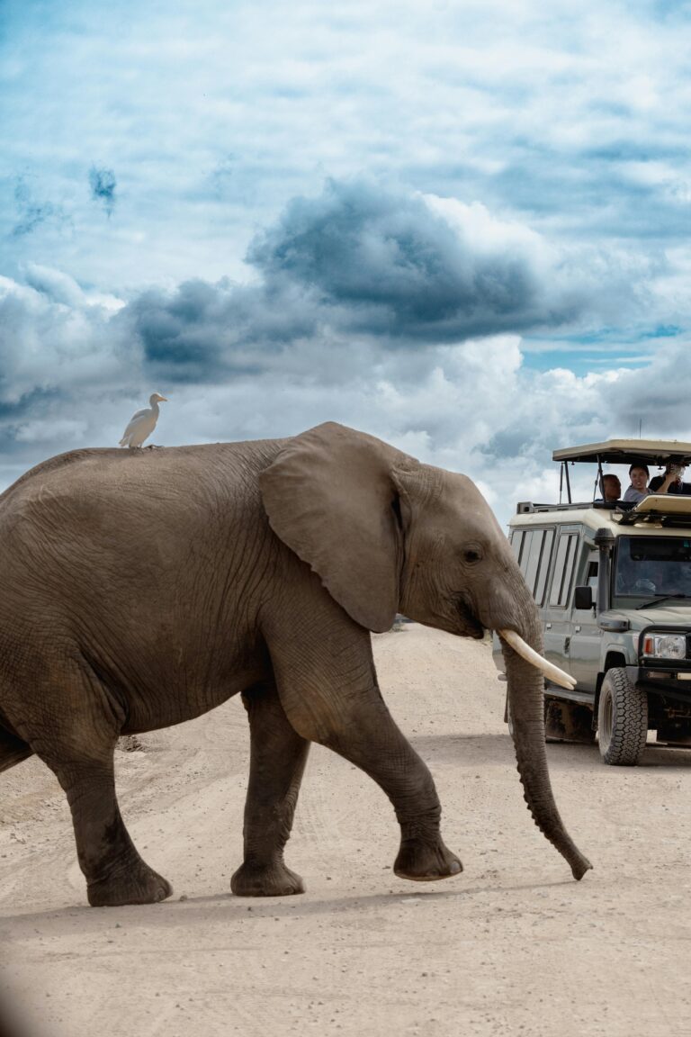 3-Day Mid-Range Ngorongoro & Lake Manyara Safari