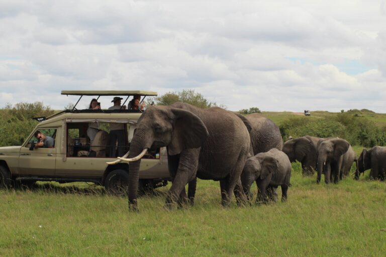 Tarangire National Park: Elephants, Baobabs and Quiet Beauty