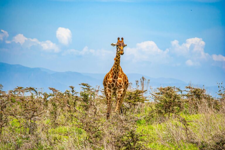 6-Day Mid-Range Joining Northern Circuit Safari