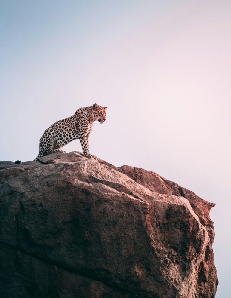 3-Day Mid-Range Tarangire & Lake Manyara Safari