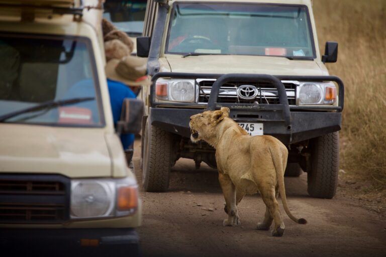 4-Day Mid-Range Joining Safari — Serengeti & Ngorongoro