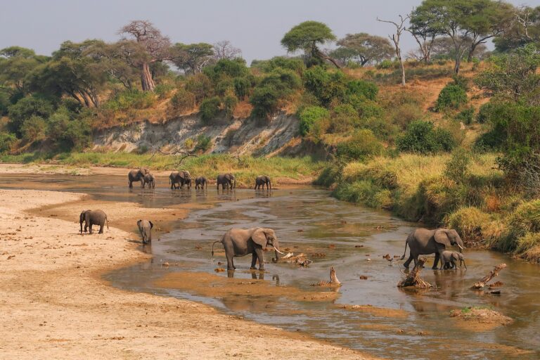 Tarangire NP Tanzania