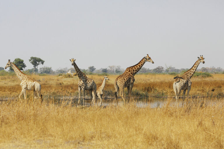 How Many Days Do You Need for a Tanzania Safari?