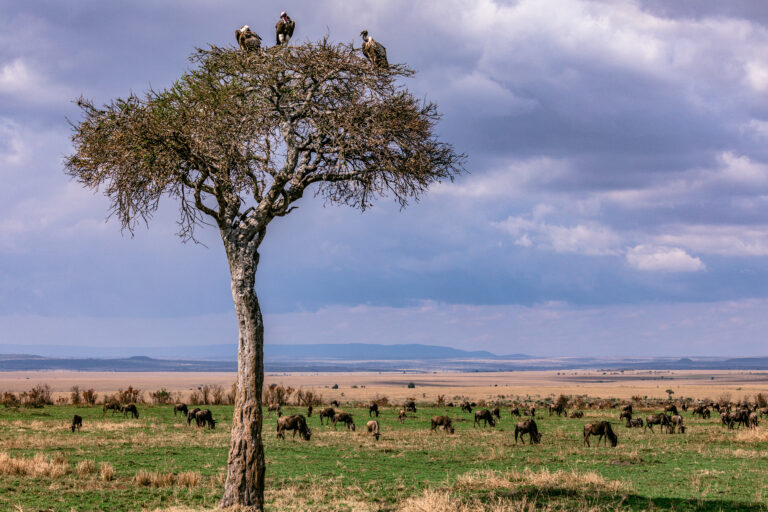 5-Day Mid-Range Northern Circuit Safari