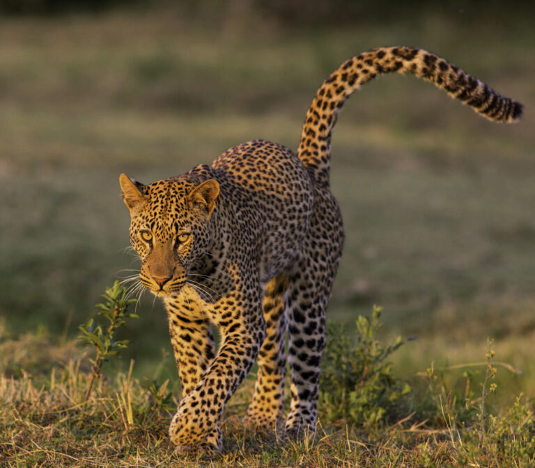 5-Day Budget Camping Northern Circuit Safari